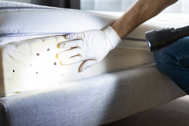 Best Flea Control Services  in Carterville, MO
