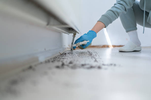 Wasp Removal Services in Carterville, MO
